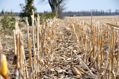 Aged corn rows