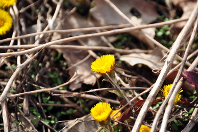 Little spring flowers