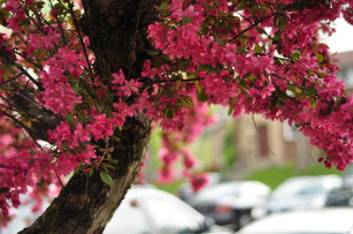 Crabapple tree in full bloom in my mom's front yard