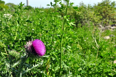 A thistle in full bloom