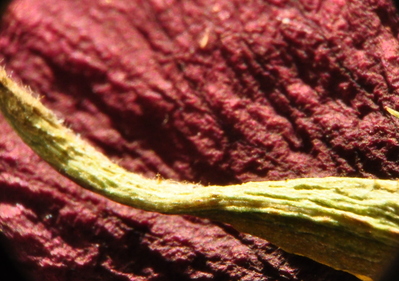 A wilted rose petal with small leaf
