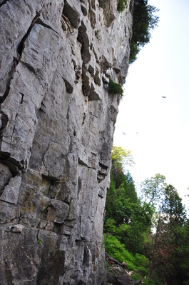 Cliff face with turkey vultures