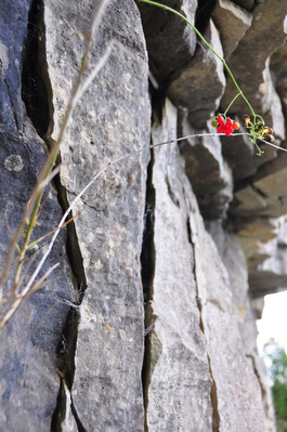 Some cool berries and rock