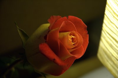Valentine's rose