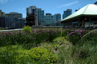 MEC's Green Roof