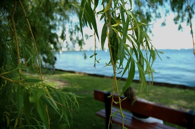 Random artsy shot through the willow tree while waiting for a ferry boat