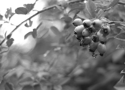 Weird berries on a bush near the Island Airport ferry crossing