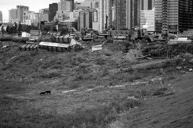 Dogs fighting at the far west side of the CityPlace construction area