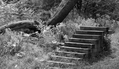 Stairs to nowhere in High Park