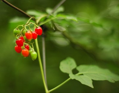 Berries on a vine in High Park