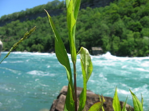 Cool macro shot with the Niagara River in the background