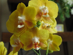 Orchid, Yellow