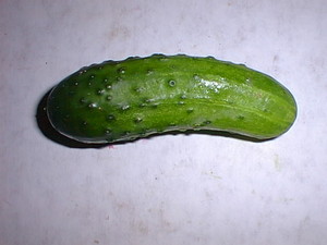 A Pickle, most likely Dill
