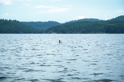 Loon on Grand Lake