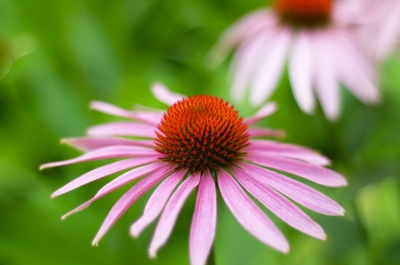 A flower in Aunt Joanne's garden