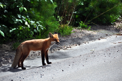 Foxy McFox