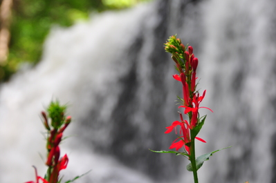 Flowers in front of the random waterfall