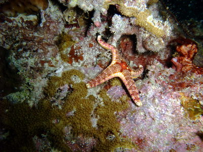 Great Barrier Reef