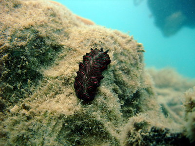 Thing in the fringing reef