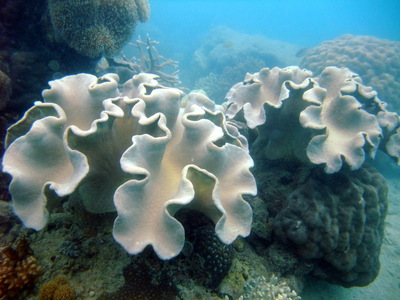 Coral in the fringing reef