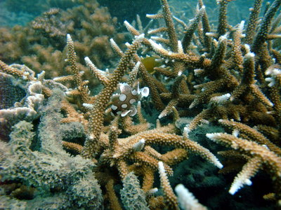 Coral and fish in the fringing reef