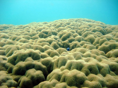 Coral in the fringing reef