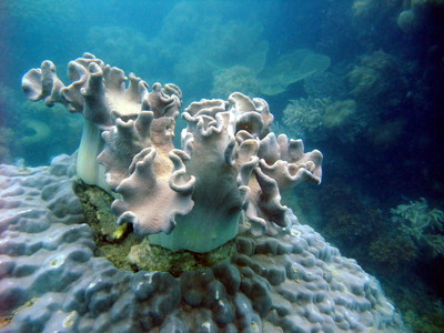 Coral in the fringing reef