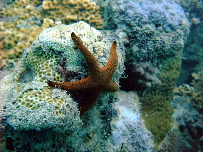 Starfish in the fringing reef