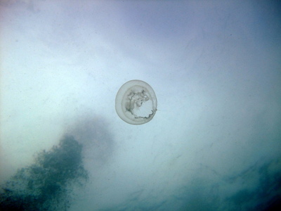 First sight of the day, a jellyfish!