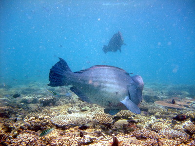 Great Barrier Reef