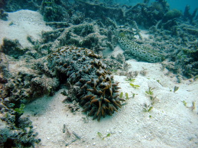 Great Barrier Reef