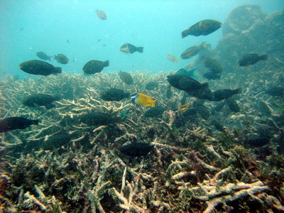 Great Barrier Reef