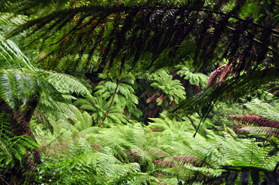 The vegetation was so dense