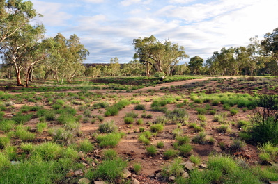 Tons of healthy green vegetation in Alice Springs