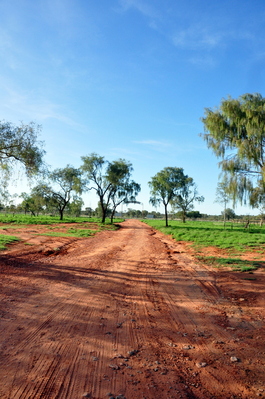 Driveway into the camel farm, lots of red dirt, but also lots of green