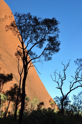 Tree and Uluru