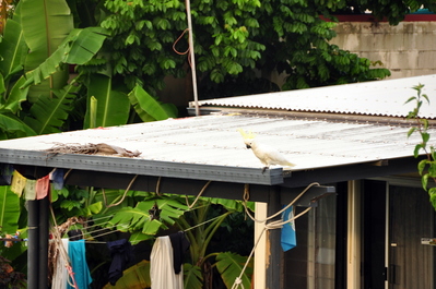 Another cockatoo