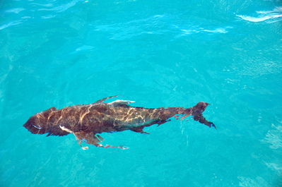 Moored at Bait Reef, this is definitely the fish that followed me around while snorkelling