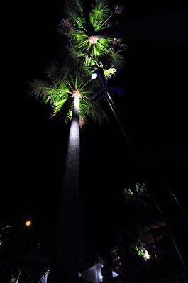 Huge palm trees