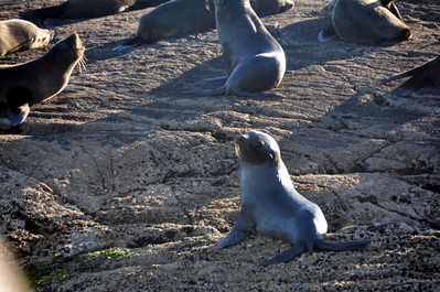 Fur seal colony