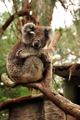 Calm Koala