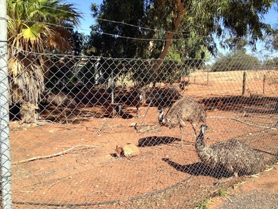 Emus at the roadhouse