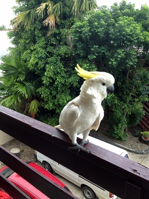 Cockatoo on my hostel balcony