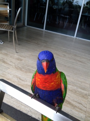 Awesome bird at the cafe