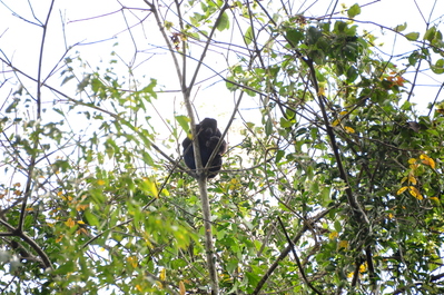 Black Howler Monkey