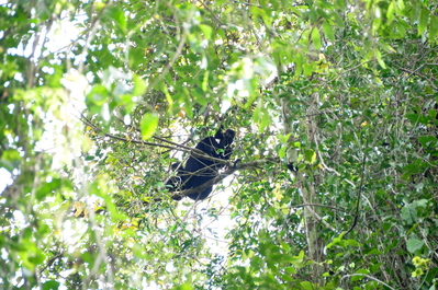 Black Howler Monkey and baby