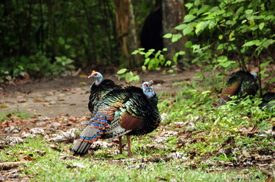 Ocellated Turkeys