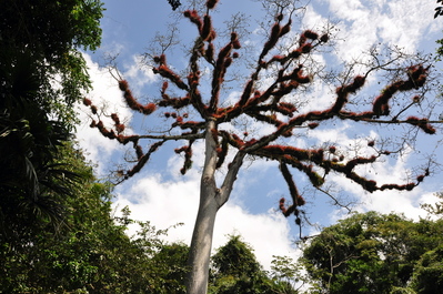 Enormous Ceiba tree