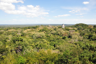 Looking out across the rainforest towards Belize and the Gulf of Mexico from the top of the highest temple