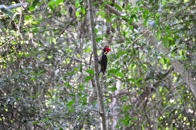A big red-headed woodpecker